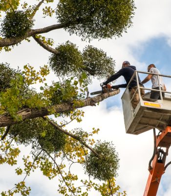 dreamstime_s_222516496